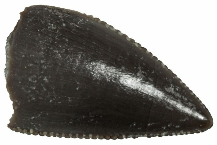 Serrated, Triassic Reptile (Postosuchus?) Tooth - Arizona #231203